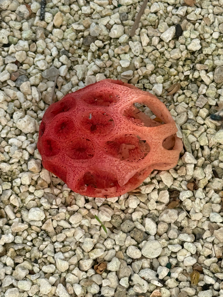 Wiffle Ball Stinkhorn · August 2026 · photo: Photo: (c) grgwstn, some rights reserved (CC BY) · iNaturalist