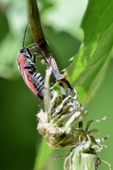 Dionconotus neglectus