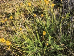 Ursinia anethoides, photograph author not stated, no rights reserved