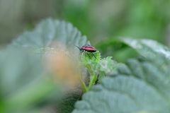 Dionconotus neglectus