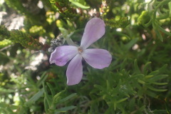 Phlox diffusa, photograph author not stated, no rights reserved