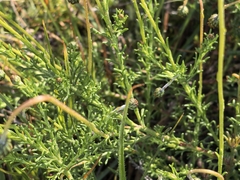 Ursinia anethoides, photograph author not stated, no rights reserved