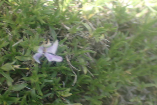Phlox diffusa, photograph 5