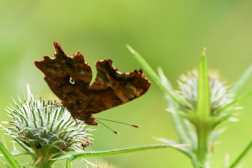 European Comma