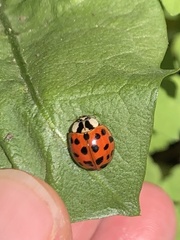 Harmonia axyridis