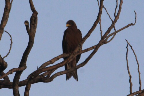 Yellow-billed Kite