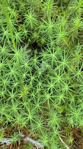 Common Haircap Moss