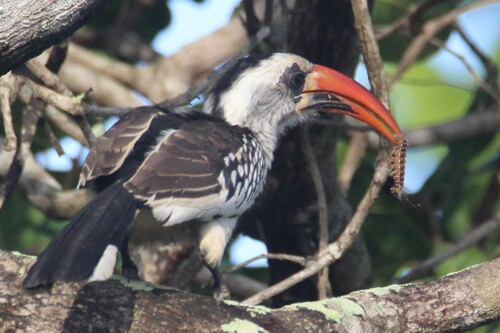 Western Red-billed Hornbill