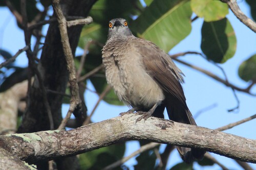 Brown Babbler