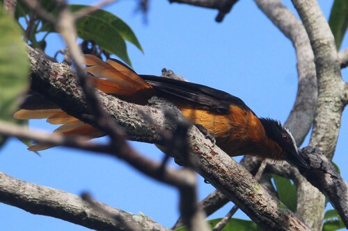 White-crowned Robin-Chat
