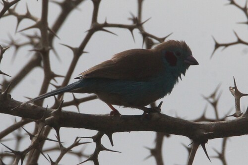 Red-cheeked Cordonbleu