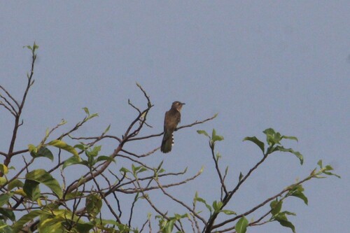 Diederik Cuckoo