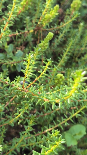 black crowberry