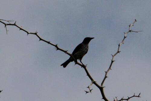 Violet-backed Starling