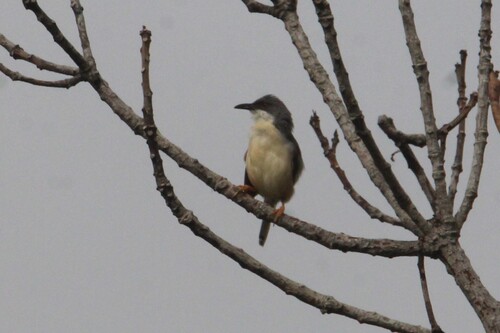Red-winged Prinia