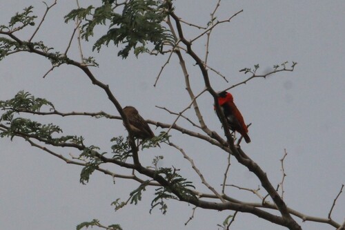 Northern Red Bishop