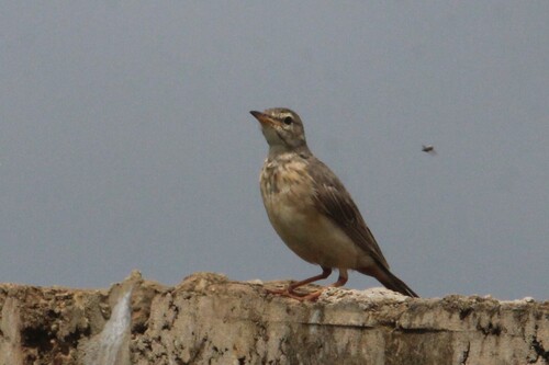 Plain-backed Pipit