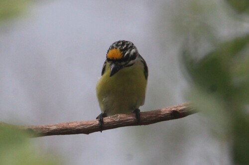 Yellow-fronted Tinkerbird