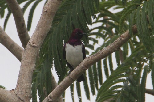 Violet-backed Starling