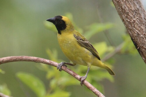 Little Weaver