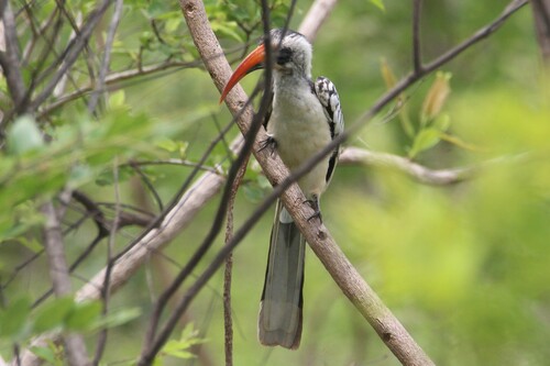 Western Red-billed Hornbill