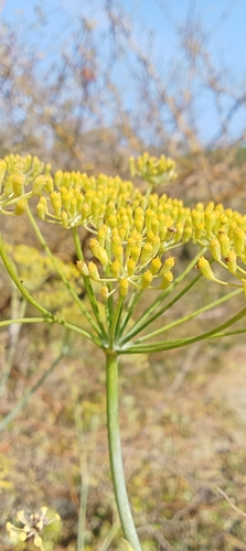 fennel