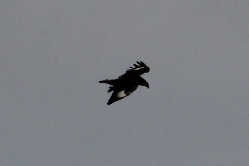 Long-crested Eagle