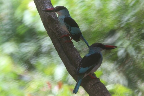 Blue-breasted Kingfisher