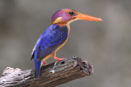 African Pygmy Kingfisher