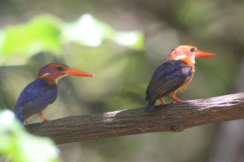 African Pygmy Kingfisher