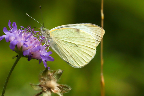 Large White