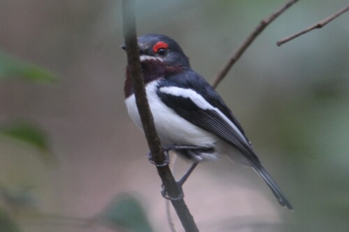 Brown-throated Wattle-eye