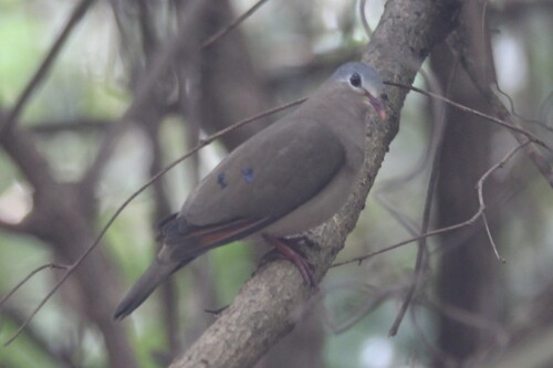 Blue-spotted Wood-Dove