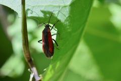 Dionconotus neglectus
