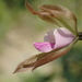 紫花脈葉蘭 - Photo 由 葉子 所上傳的 不保留任何權利