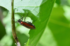 Dionconotus neglectus