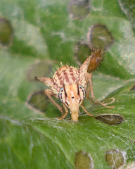 Paracantha culta