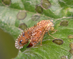 Paracantha culta