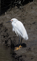Egretta thula