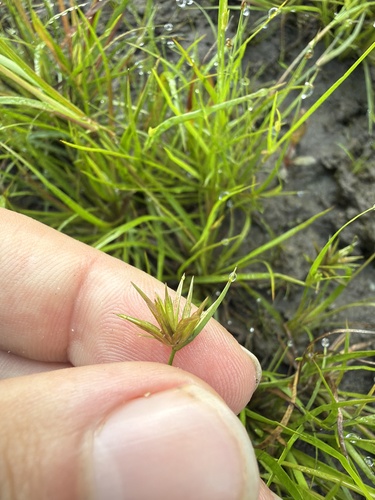 Juncus repens