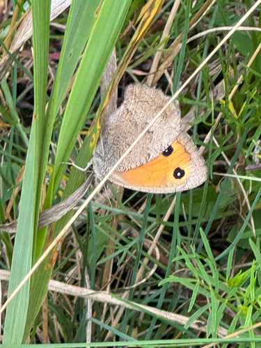 Dusky Meadow Brown