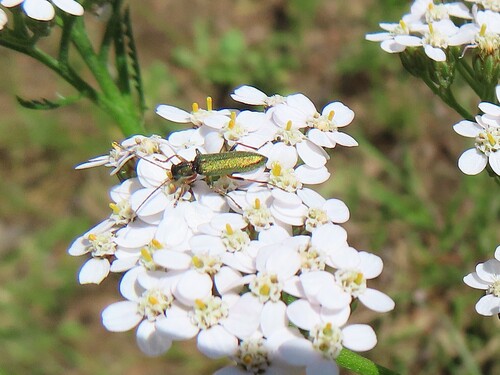 Chrysanthia geniculata