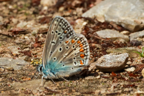 Common Blue