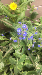 Pentaglottis sempervirens
