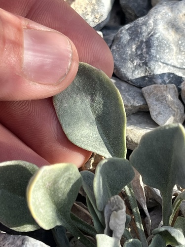 white bladderpod