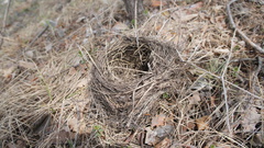 Aves