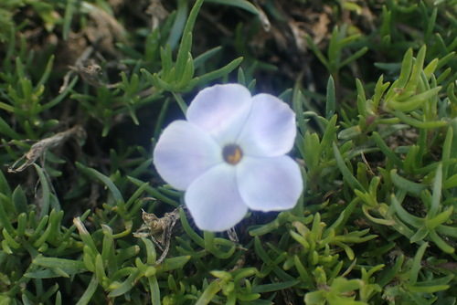 Phlox diffusa, photograph 2