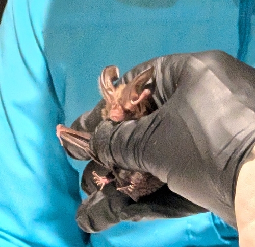 Corynorhinus rafinesquii observed 2026-07-31