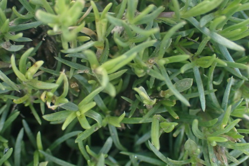 Phlox diffusa, photograph 3