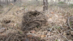 Aves